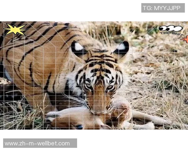 美洲虎与其他猛兽的对决揭示了自然界的生存法则与生态平衡的重要性